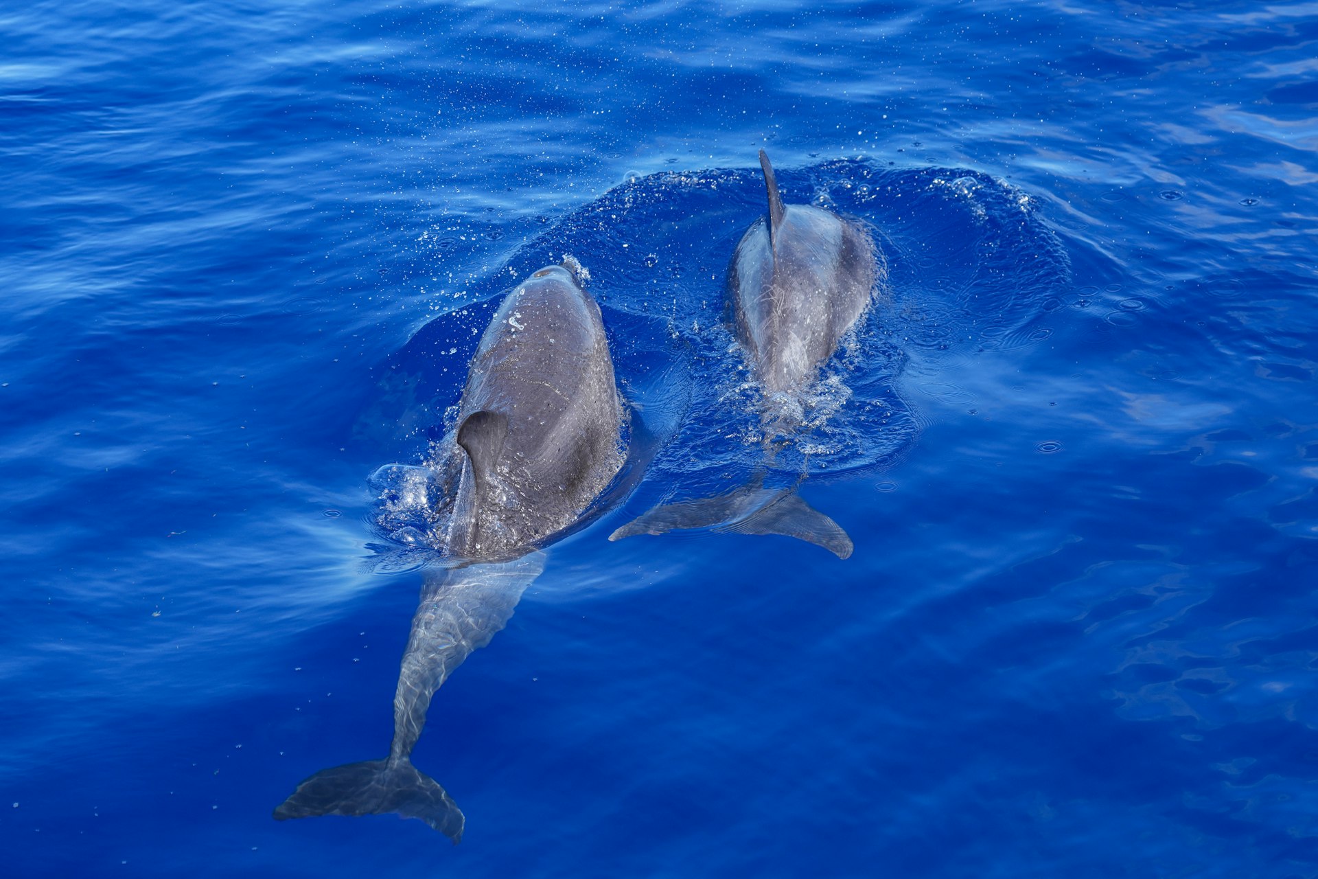 A couple of dolphins swimming in the ocean